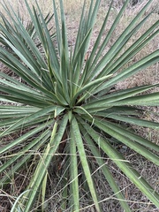 Yucca louisianensis