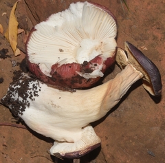 Russula alnetorum