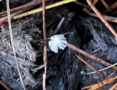 Coprinopsis stercorea