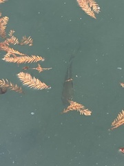 Lepomis auritus × macrochirus