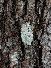 Pertusaria