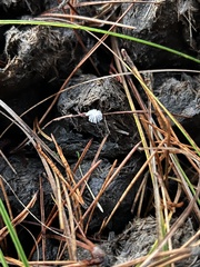Coprinopsis stercorea
