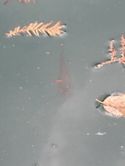 Lepomis auritus × macrochirus