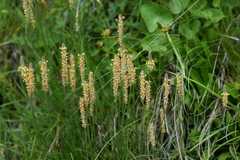 Plantago alpina