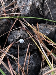 Coprinopsis stercorea