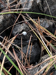 Coprinopsis stercorea