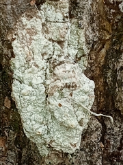 Pertusaria