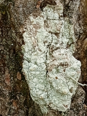 Pertusaria