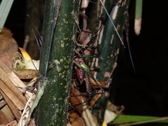Venatorellus viridipedes