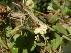 Hylotelephium telephium