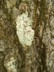 Pertusaria