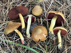 Cortinarius tinctorum