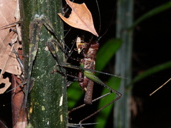 Venatorellus viridipedes