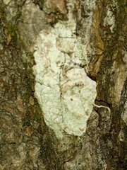 Pertusaria