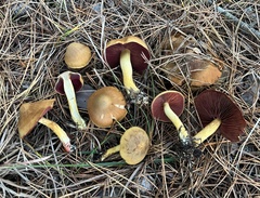 Cortinarius tinctorum