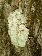 Pertusaria