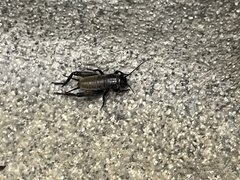 Gryllus veletis