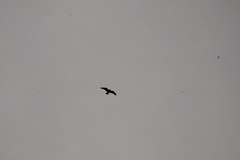 Macheiramphus alcinus alcinus