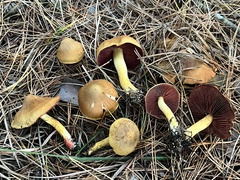 Cortinarius tinctorum