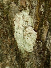 Pertusaria