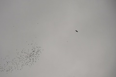 Macheiramphus alcinus alcinus