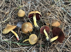 Cortinarius tinctorum
