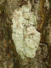 Pertusaria