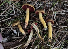 Cortinarius tinctorum