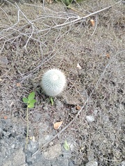 Mammillaria dixanthocentron