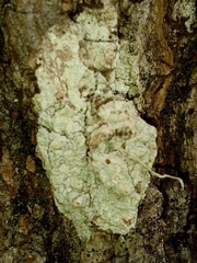 Pertusaria