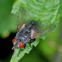 Epicampocera succincta