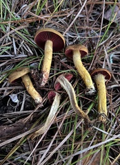 Cortinarius tinctorum