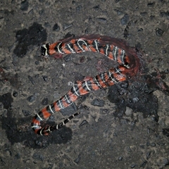 Lampropeltis abnorma
