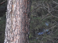 Certhia familiaris