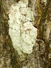 Pertusaria