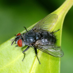 Epicampocera succincta