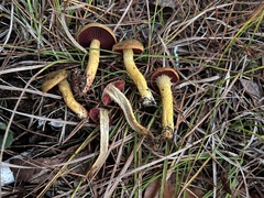 Cortinarius tinctorum