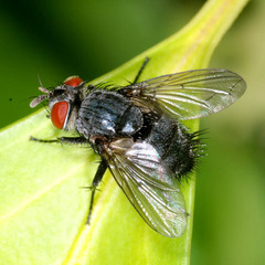 Epicampocera succincta