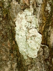 Pertusaria