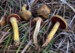 Cortinarius tinctorum
