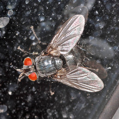 Epicampocera succincta