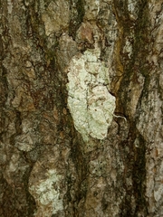 Pertusaria