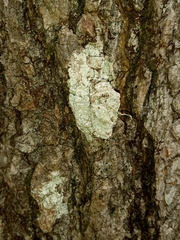 Pertusaria