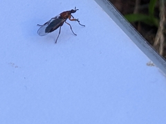 Dilophus tibialis breviceps