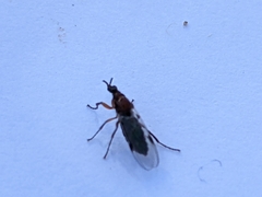 Dilophus tibialis breviceps