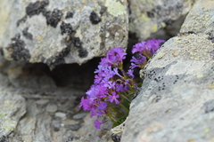 Primula