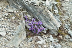 Linaria alpina