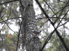 Sitta europaea