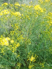 Senecio brasiliensis