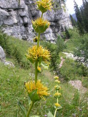 Gentiana lutea symphyandra
